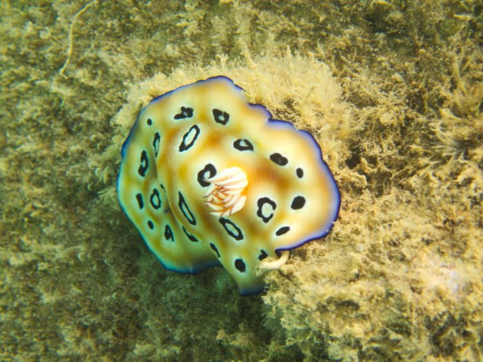 Chromodoris leopardus