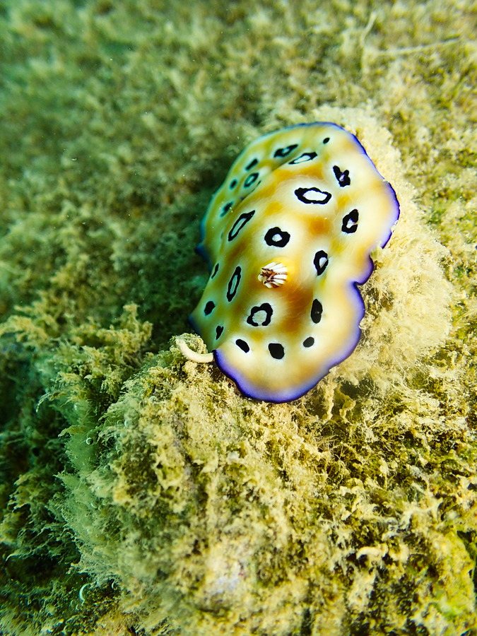 Chromodoris leopardus