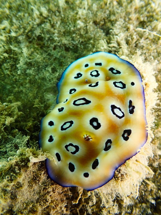 Chromodoris leopardus