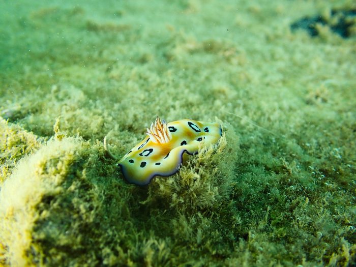 Chromodoris leopardus