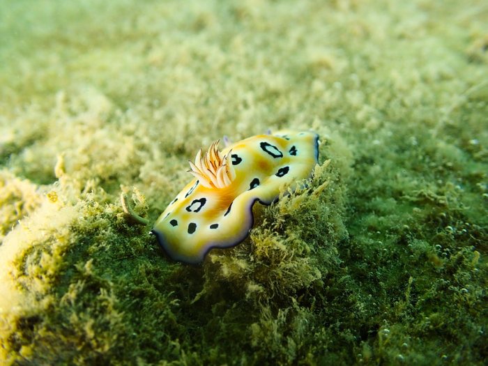 Chromodoris leopardus