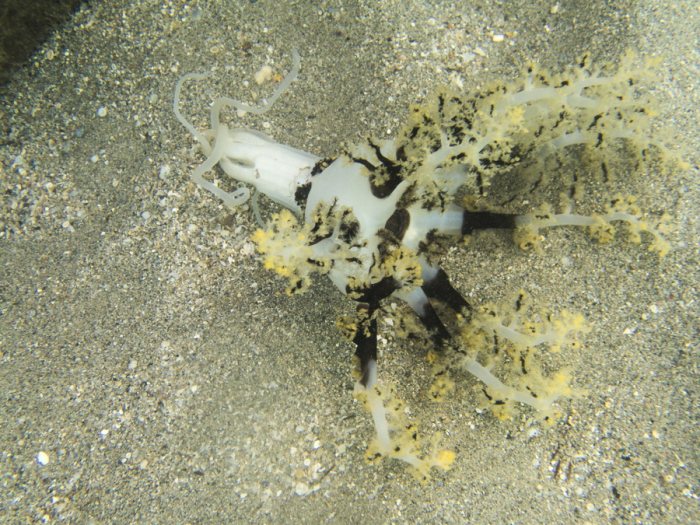 Neothyonidium magnum