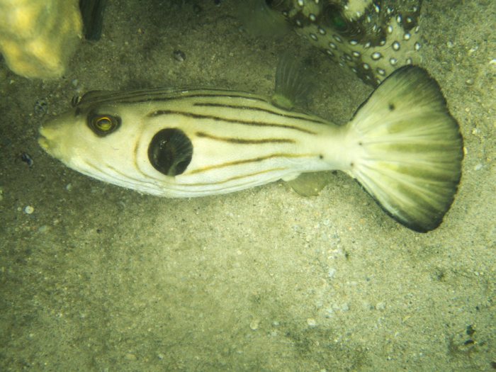 Arothron manilensis
