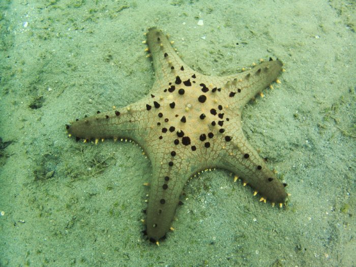Pentaceraster alveolatus