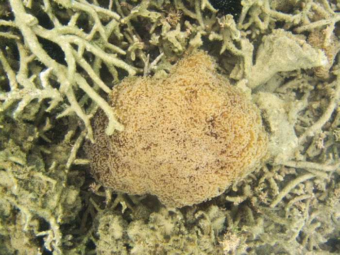 Euphyllia ancora