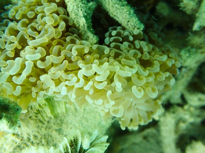 Euphyllia ancora