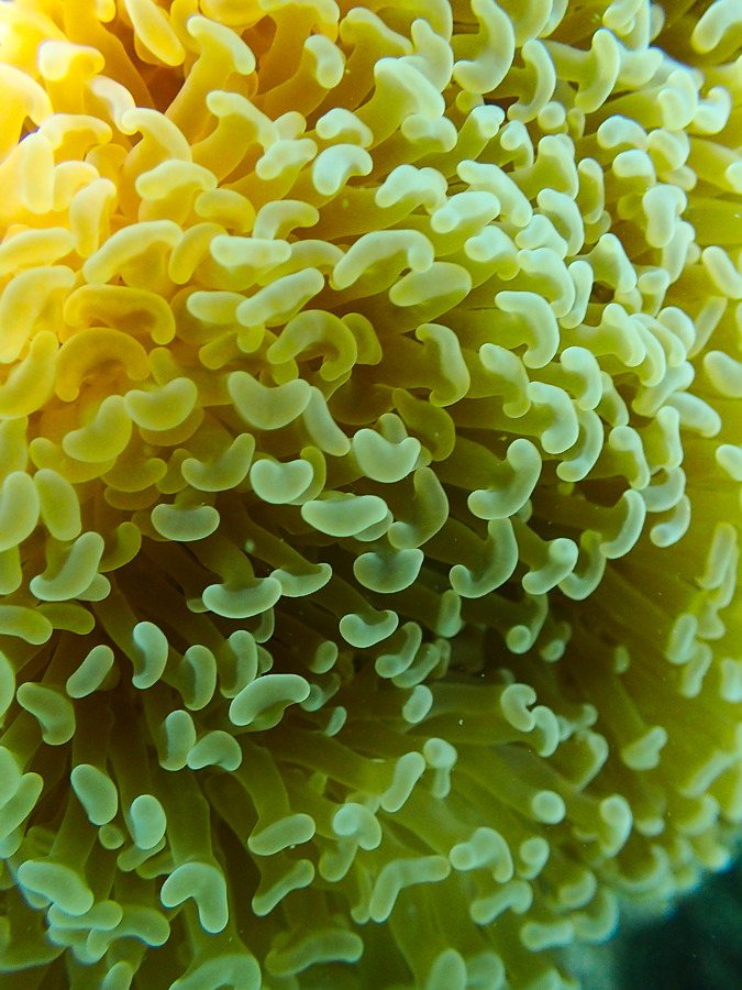 Euphyllia ancora
