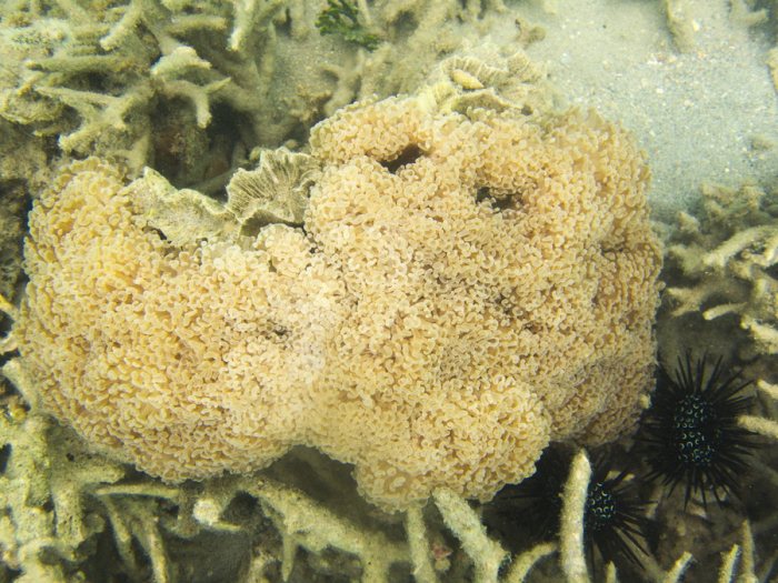 Euphyllia ancora
