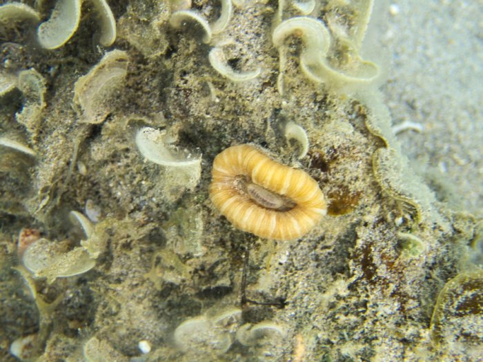 Corail dur