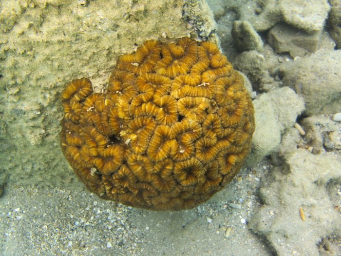 Corail dur
