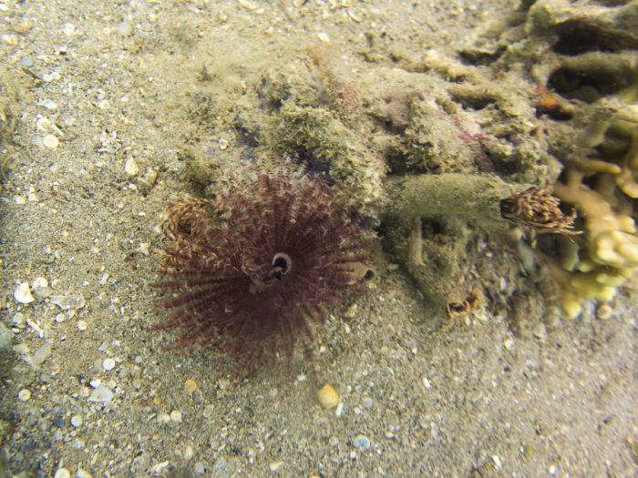 Sabellastarte sp.