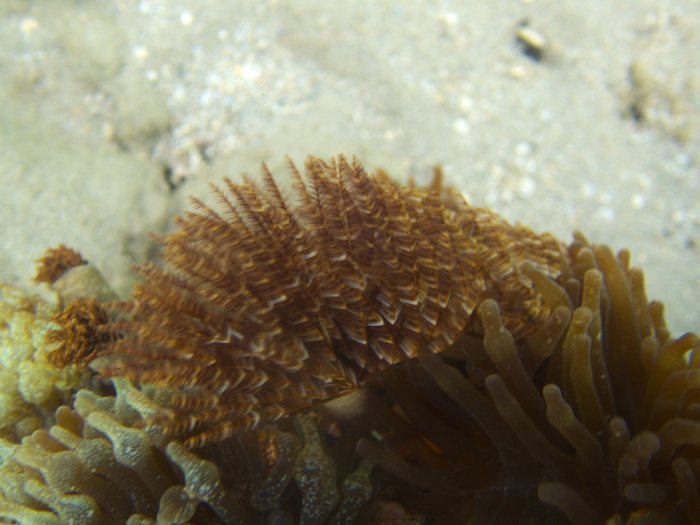 Sabellastarte sp.