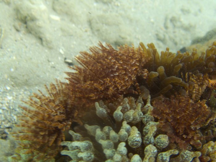 Sabellastarte sp.