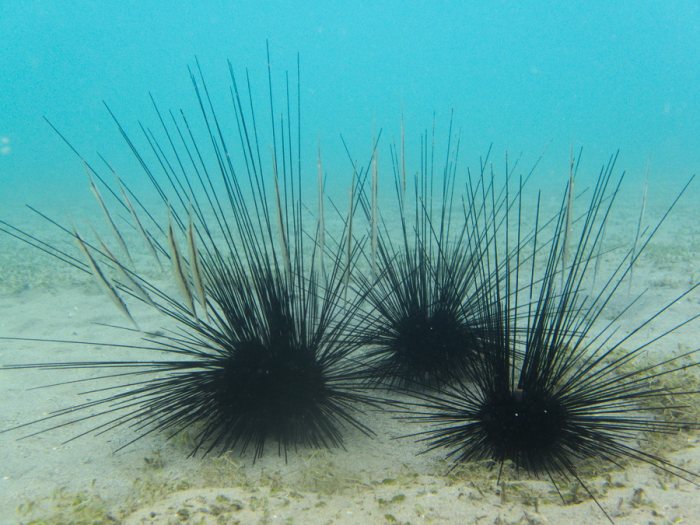 Diadema setosum