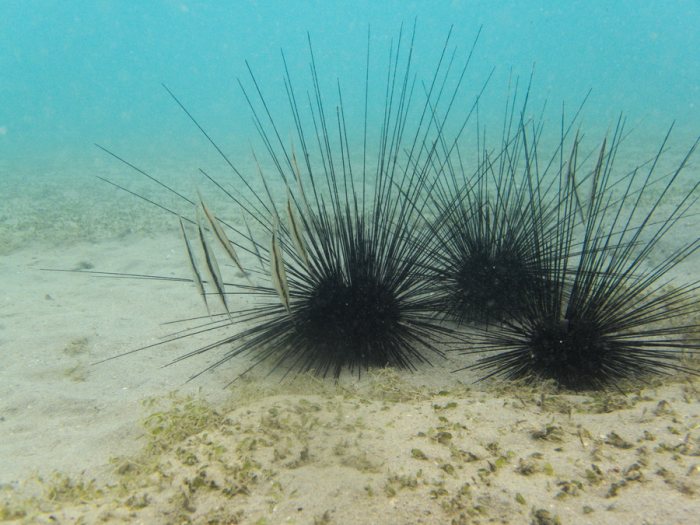 Diadema setosum