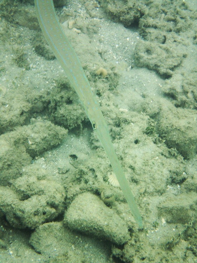 Fistularia commersonii