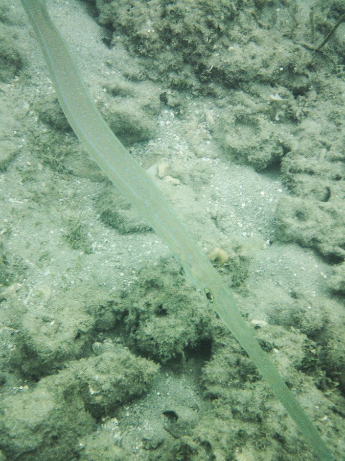 Fistularia commersonii