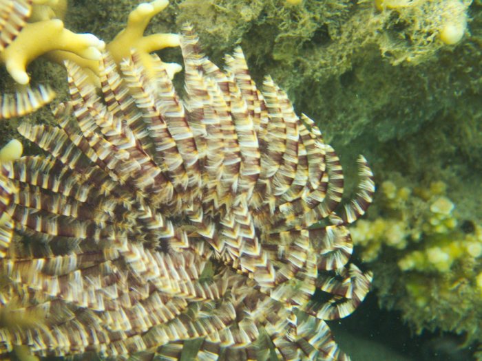 Sabellastarte sp.
