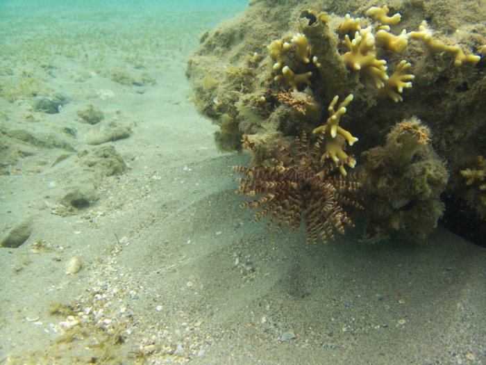 Sabellastarte sp.