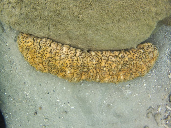 Stichopus variegatus