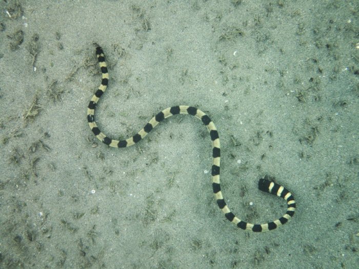 Hydrophis coggeri