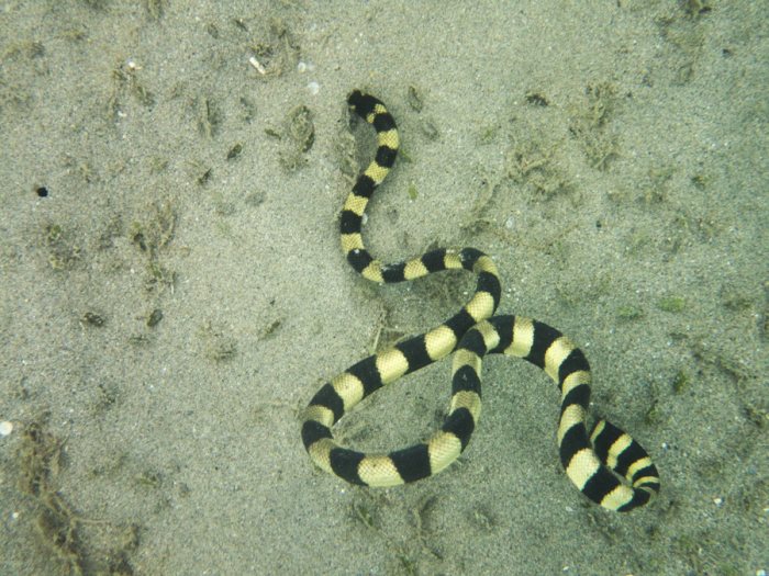 Hydrophis coggeri