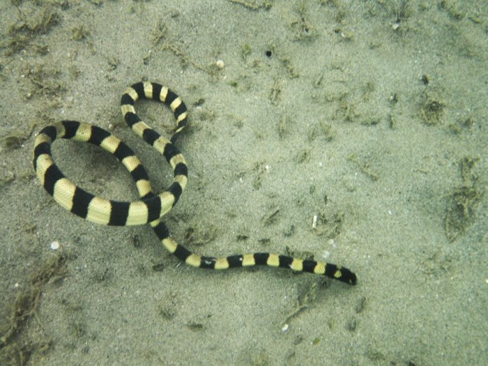 Hydrophis coggeri