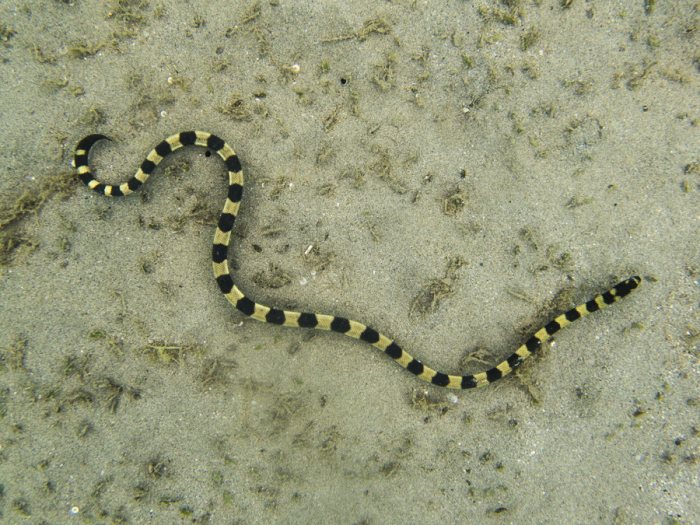 Hydrophis coggeri