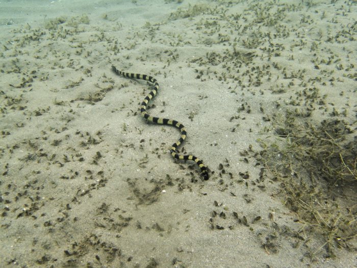 Hydrophis coggeri