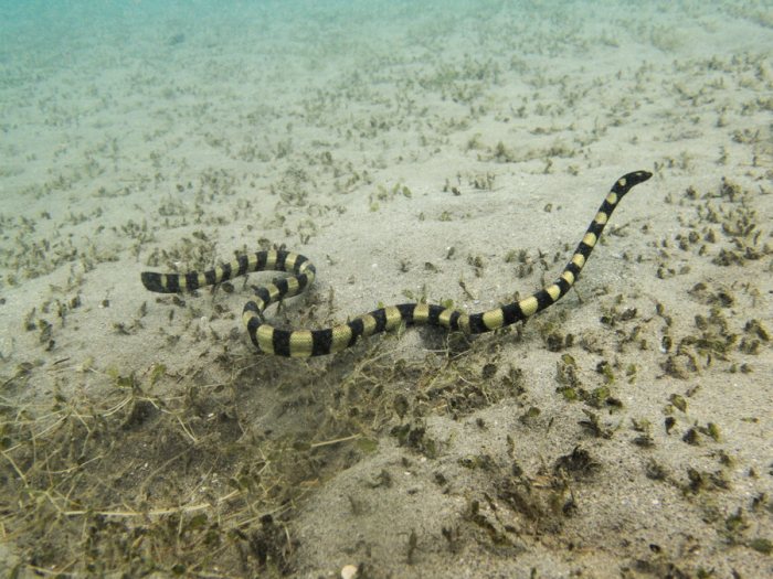 Hydrophis coggeri