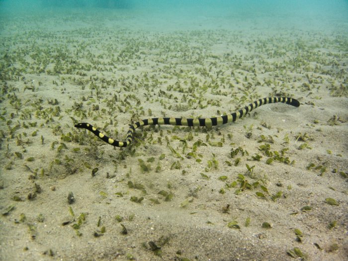 Hydrophis coggeri