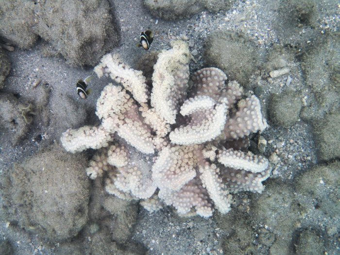 Corail dur