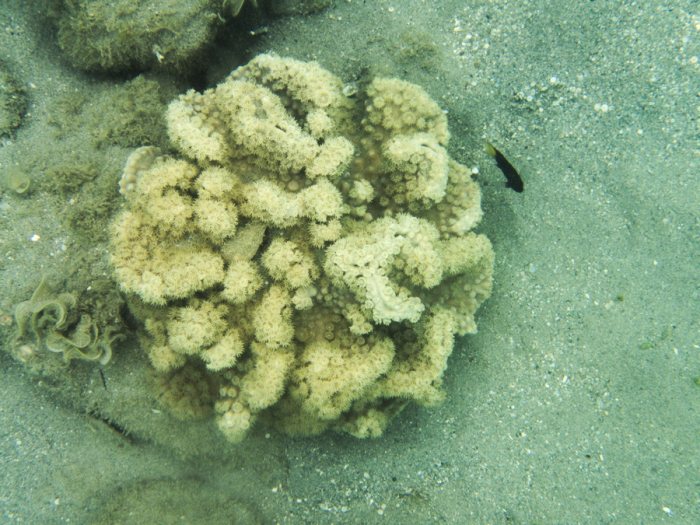 Corail dur