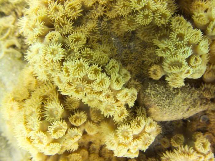 Corail dur