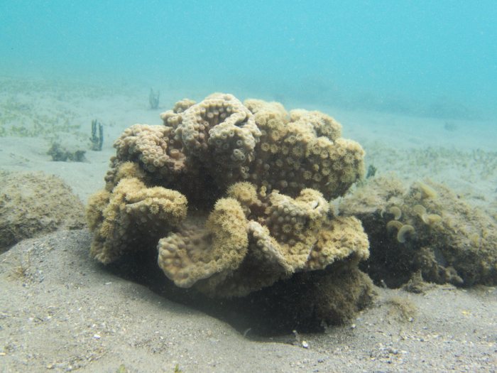 Corail dur