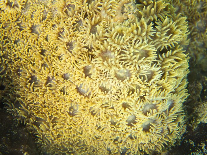 Corail dur