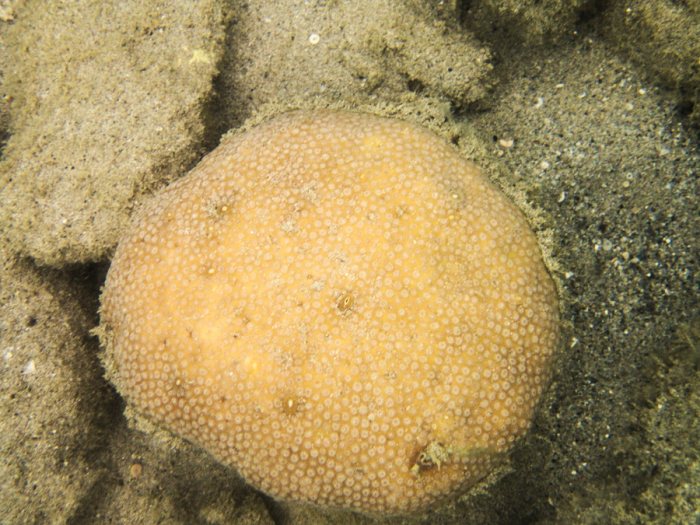 Corail dur