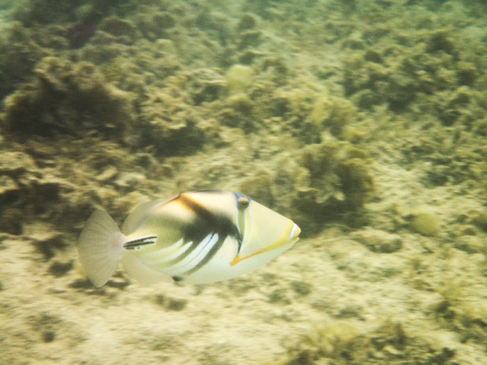 Rhinecanthus aculeatus