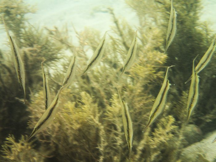 Aeoliscus strigatus