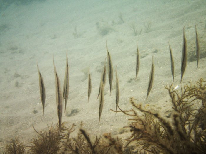 Aeoliscus strigatus