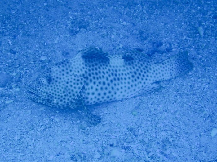 Epinephelus maculatus