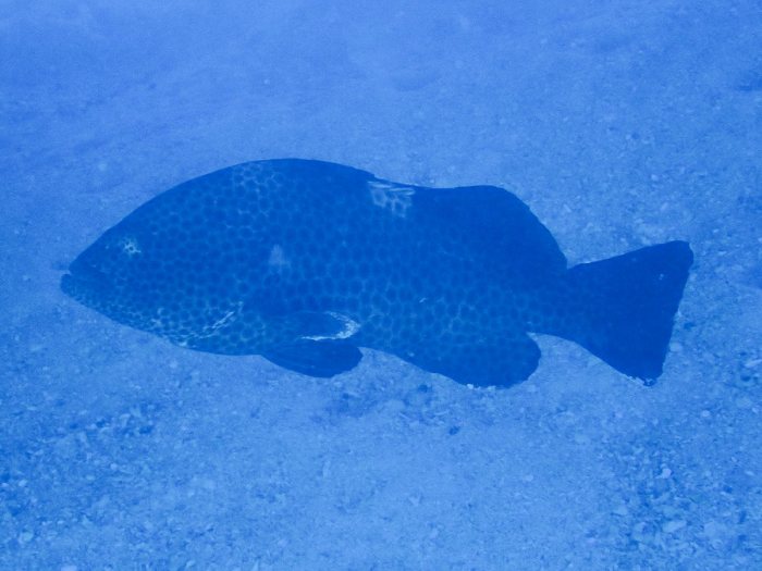 Epinephelus maculatus
