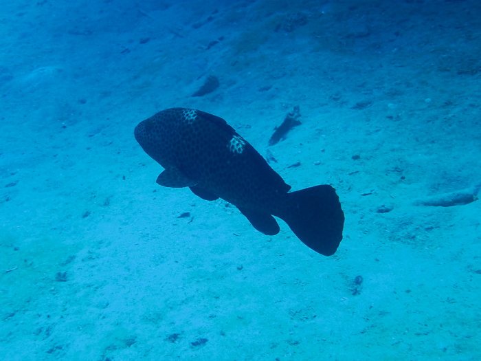 Epinephelus maculatus