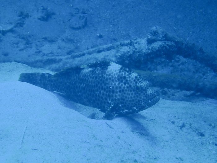Epinephelus maculatus