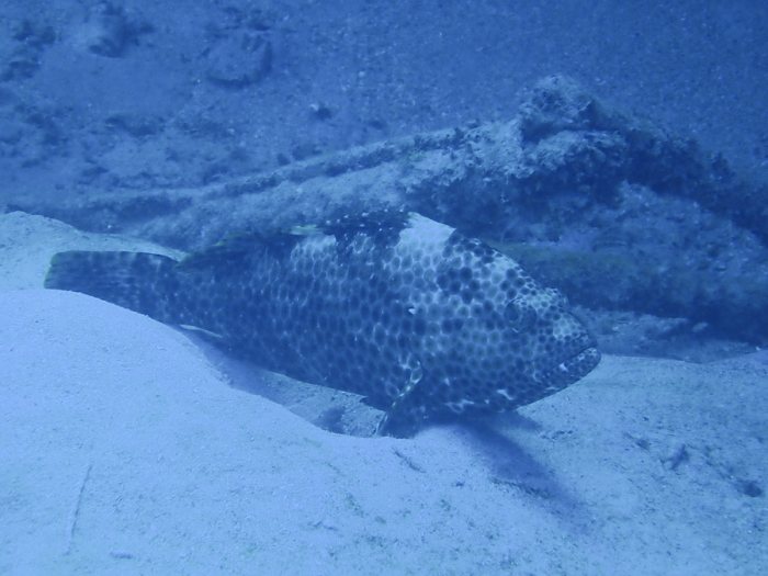 Epinephelus maculatus