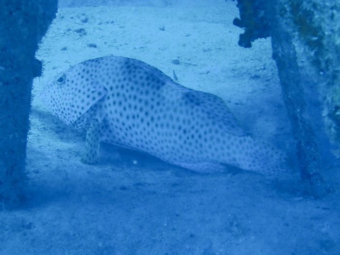 Epinephelus maculatus