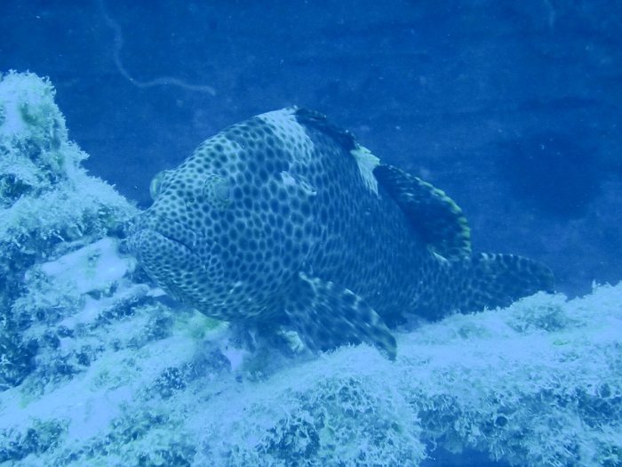 Epinephelus maculatus
