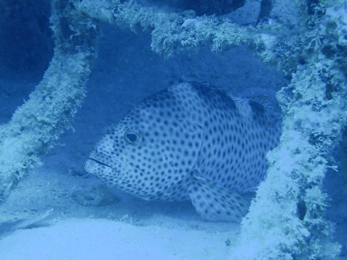 Epinephelus maculatus