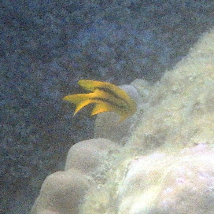 Neoglyphidodon nigroris