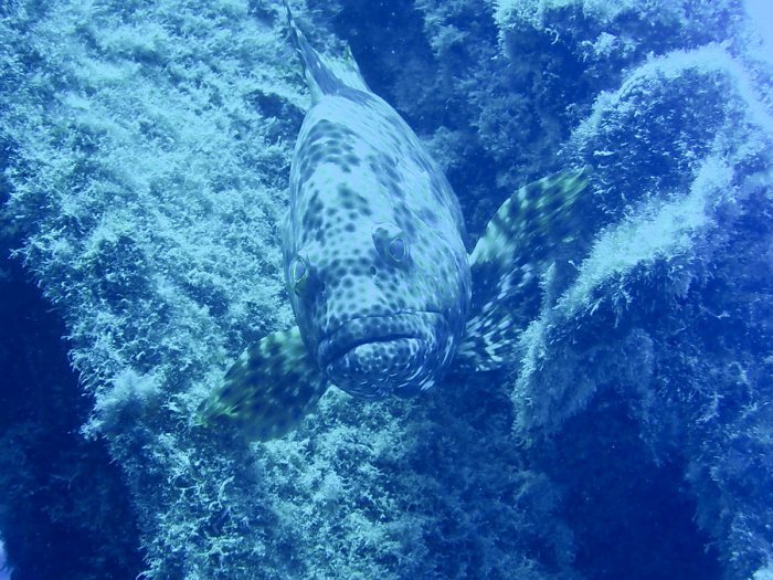 Epinephelus maculatus